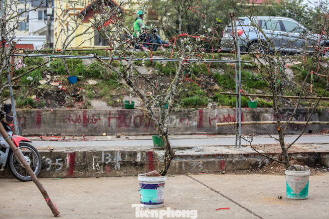 Hoa lê rừng tiền triệu hút khách Thủ đô sau Tết ảnh 6