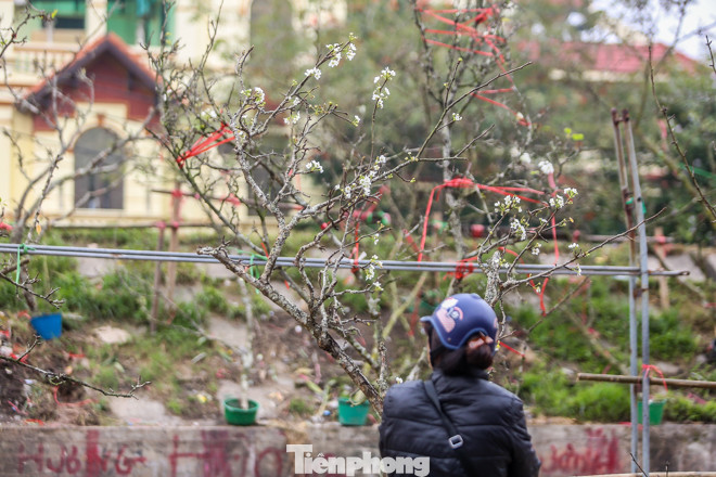 Hoa lê rừng tiền triệu hút khách Thủ đô sau Tết ảnh 12