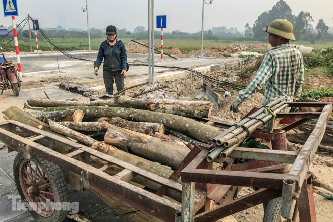 Hàng cây mới trồng khô héo trên đường ‘trăm tỷ’ bị chặt hạ làm củi ảnh 6