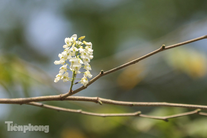Hà Nội 'nhuộm' trắng tinh khôi với màu hoa sưa ảnh 11