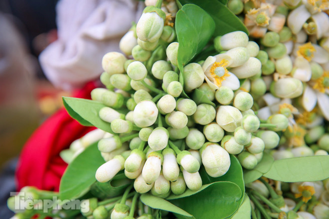 Hoa bưởi dịu dàng ngày xuân, nét chấm phá cho phố phường Hà Nội ảnh 7