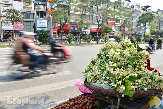 Hoa bưởi dịu dàng ngày xuân, nét chấm phá cho phố phường Hà Nội ảnh 2