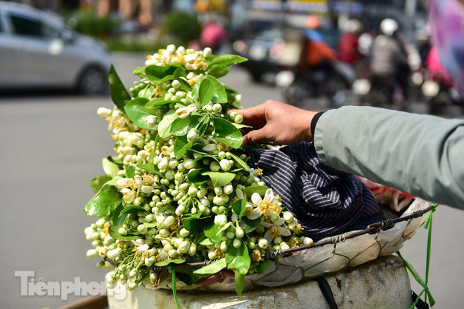 Hoa bưởi dịu dàng ngày xuân, nét chấm phá cho phố phường Hà Nội ảnh 11