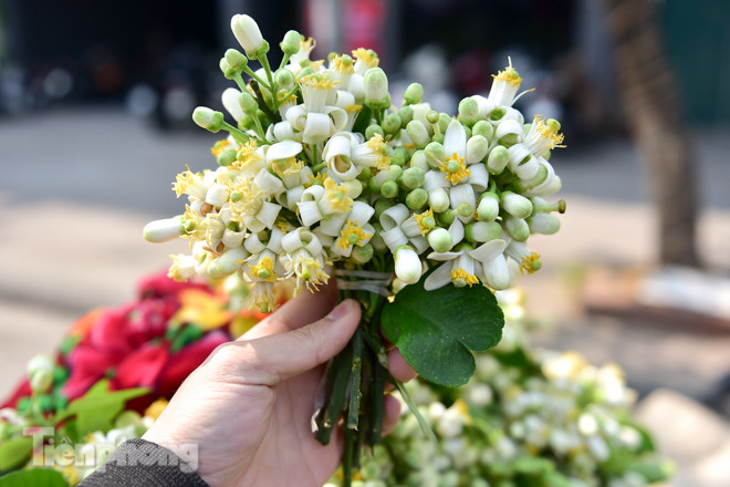 Hoa bưởi dịu dàng ngày xuân, nét chấm phá cho phố phường Hà Nội ảnh 8