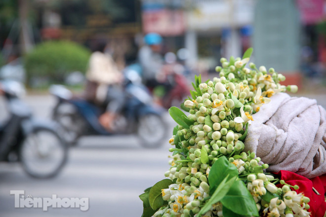 Hoa bưởi dịu dàng ngày xuân, nét chấm phá cho phố phường Hà Nội ảnh 3