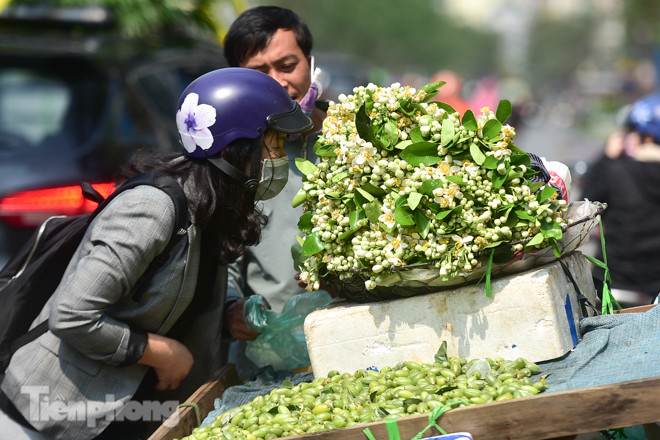 Hoa bưởi dịu dàng ngày xuân, nét chấm phá cho phố phường Hà Nội ảnh 6