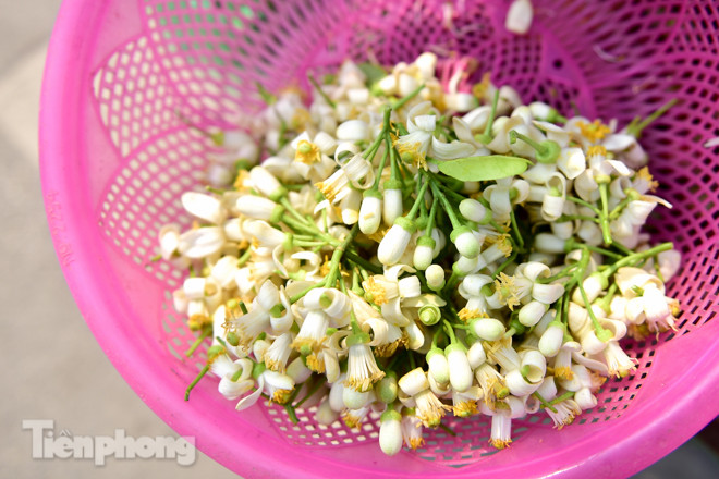 Hoa bưởi dịu dàng ngày xuân, nét chấm phá cho phố phường Hà Nội ảnh 10