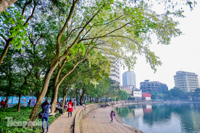 Hà Nội 'nhuộm' trắng tinh khôi với màu hoa sưa ảnh 1