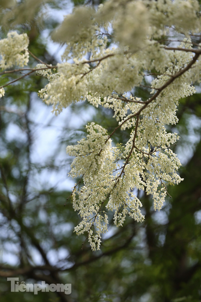 Hà Nội 'nhuộm' trắng tinh khôi với màu hoa sưa ảnh 10