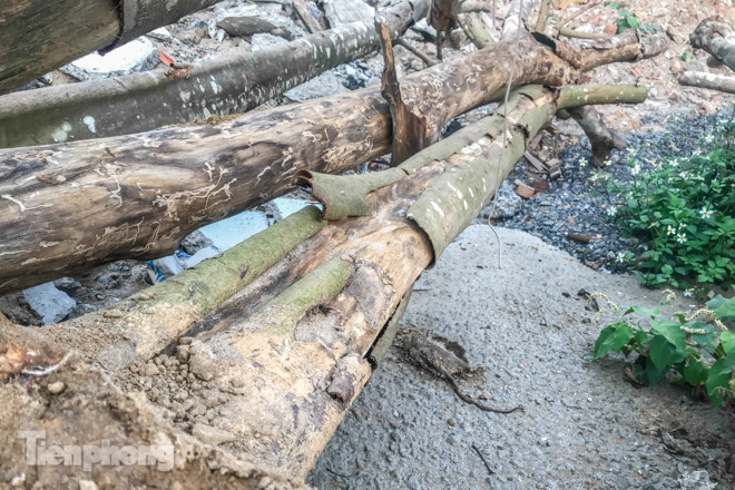 Hàng cây mới trồng khô héo trên đường ‘trăm tỷ’ bị chặt hạ làm củi ảnh 9