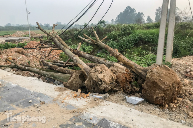 Hàng cây mới trồng khô héo trên đường ‘trăm tỷ’ bị chặt hạ làm củi ảnh 2