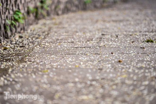 Hà Nội 'nhuộm' trắng tinh khôi với màu hoa sưa ảnh 5