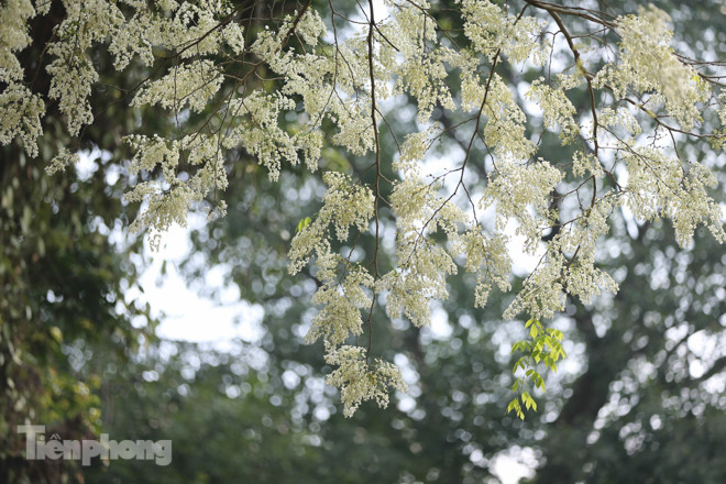 Hà Nội 'nhuộm' trắng tinh khôi với màu hoa sưa ảnh 9