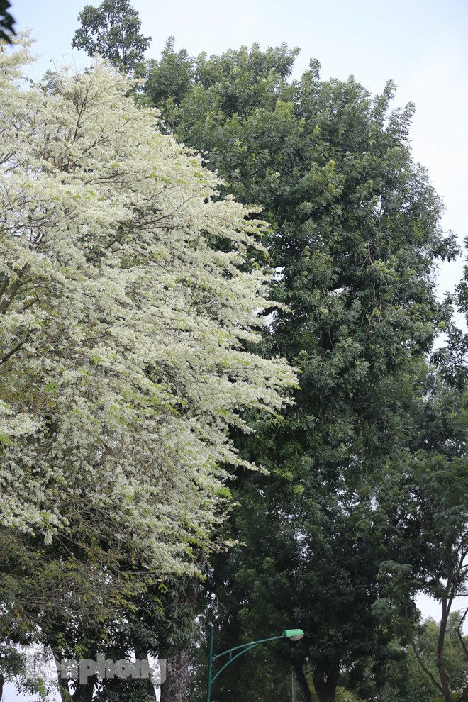 Hà Nội 'nhuộm' trắng tinh khôi với màu hoa sưa ảnh 6