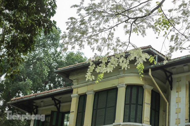 Hà Nội 'nhuộm' trắng tinh khôi với màu hoa sưa ảnh 7