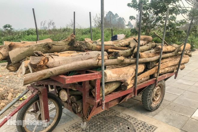 Hàng cây mới trồng khô héo trên đường ‘trăm tỷ’ bị chặt hạ làm củi ảnh 7