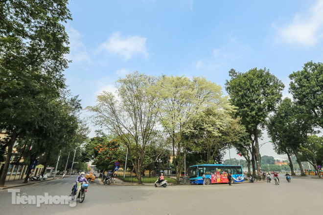 Hà Nội 'nhuộm' trắng tinh khôi với màu hoa sưa ảnh 2