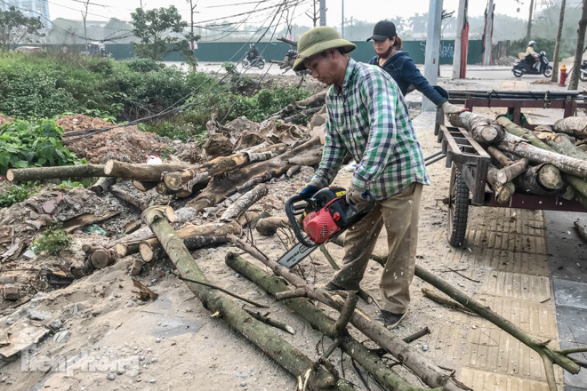 Hàng cây mới trồng khô héo trên đường ‘trăm tỷ’ bị chặt hạ làm củi ảnh 5