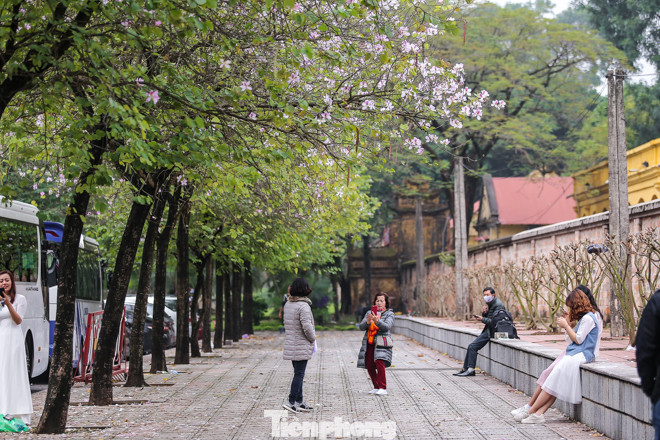 Hoa ban tím nở rực rỡ khắp phố phường Hà Nội ảnh 1