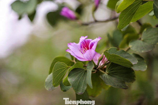 Hoa ban tím nở rực rỡ khắp phố phường Hà Nội ảnh 8