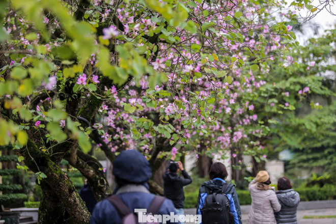 Hoa ban tím nở rực rỡ khắp phố phường Hà Nội ảnh 6