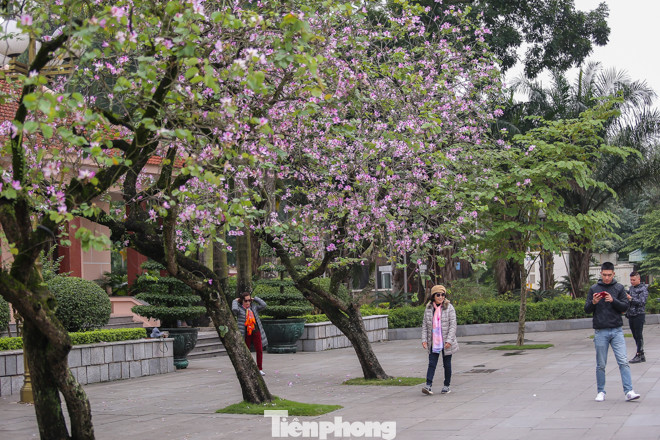 Hoa ban tím nở rực rỡ khắp phố phường Hà Nội ảnh 5