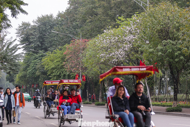 Hoa ban tím nở rực rỡ khắp phố phường Hà Nội ảnh 12