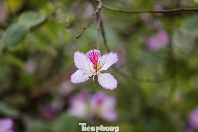 Hoa ban tím nở rực rỡ khắp phố phường Hà Nội ảnh 3