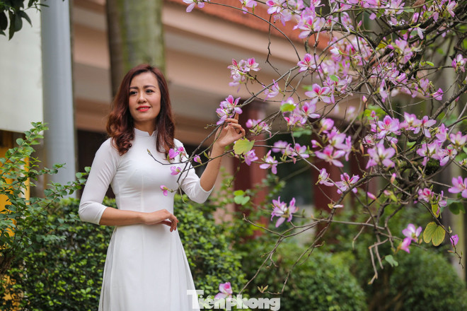 Hoa ban tím nở rực rỡ khắp phố phường Hà Nội ảnh 9