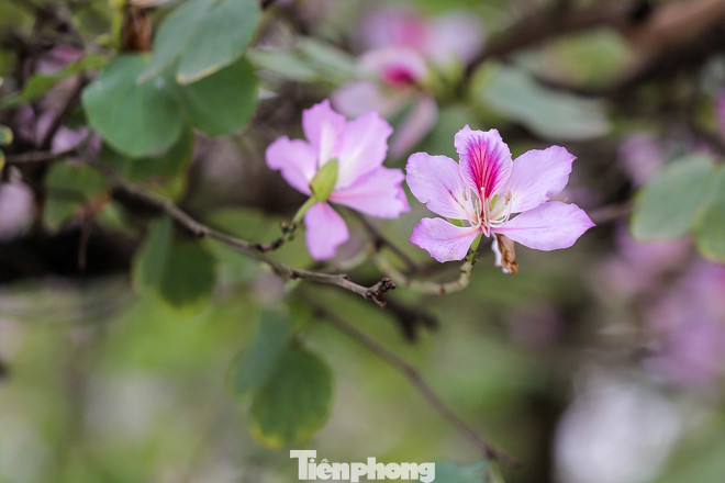 Hoa ban tím nở rực rỡ khắp phố phường Hà Nội ảnh 4