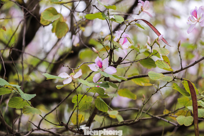 Hoa ban tím nở rực rỡ khắp phố phường Hà Nội ảnh 2