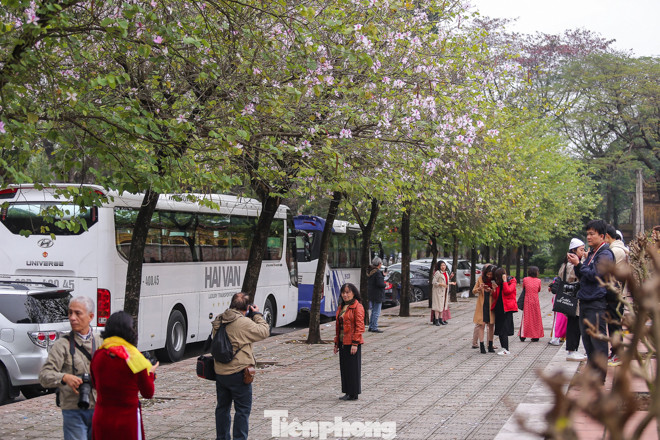 Hoa ban tím nở rực rỡ khắp phố phường Hà Nội ảnh 11