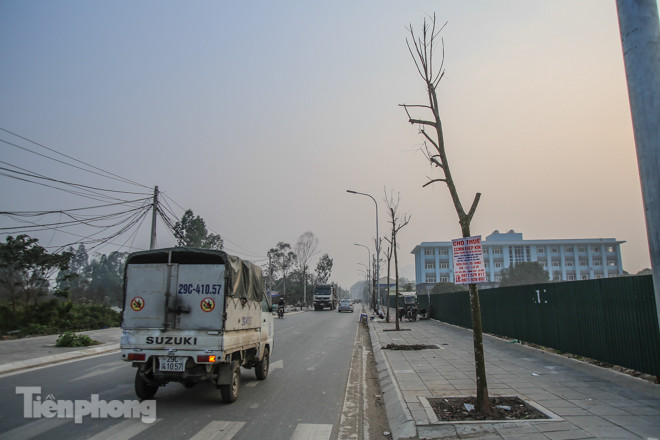 Hàng cây mới trồng khô héo trên đường ‘trăm tỷ’ bị chặt hạ làm củi ảnh 1
