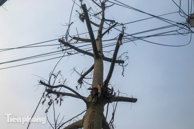 Hàng cây mới trồng khô héo trên đường ‘trăm tỷ’ bị chặt hạ làm củi ảnh 12