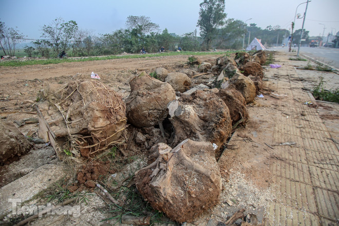 Hàng cây mới trồng khô héo trên đường ‘trăm tỷ’ bị chặt hạ làm củi ảnh 10