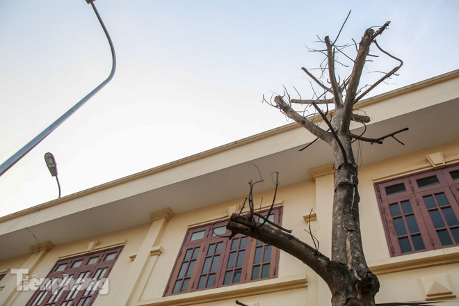 Hàng cây mới trồng khô héo trên đường ‘trăm tỷ’ bị chặt hạ làm củi ảnh 13