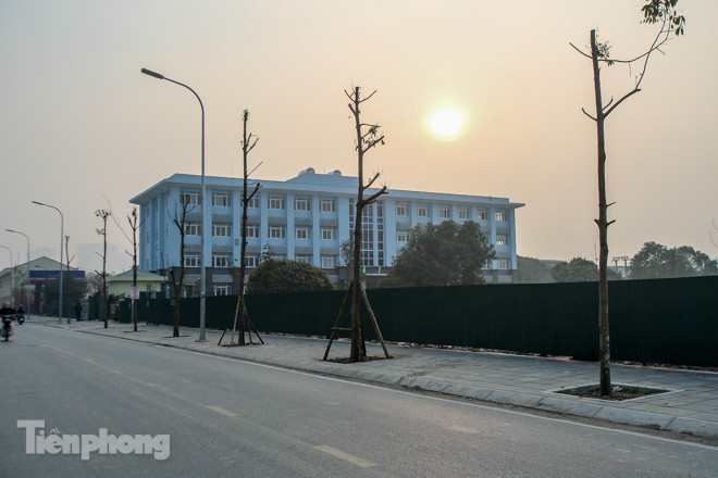 Hàng cây mới trồng khô héo trên đường ‘trăm tỷ’ bị chặt hạ làm củi ảnh 11
