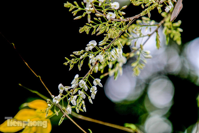 Hà Nội 'nhuộm' trắng tinh khôi với màu hoa sưa ảnh 4