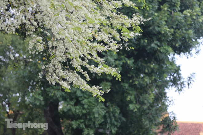 Hà Nội 'nhuộm' trắng tinh khôi với màu hoa sưa ảnh 3