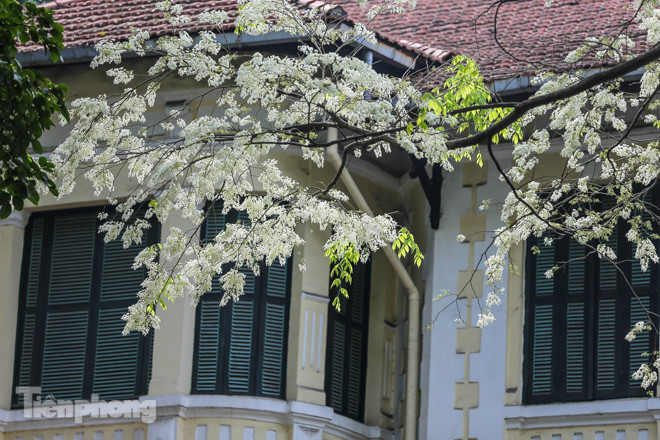 Hà Nội 'nhuộm' trắng tinh khôi với màu hoa sưa ảnh 8