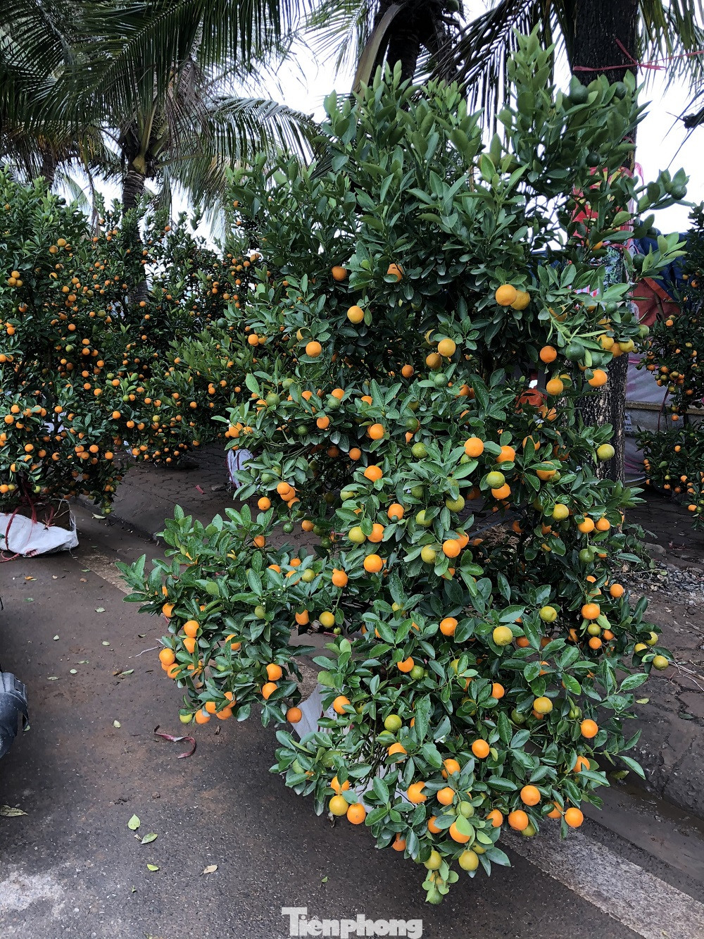 Dịch COVID-19 bùng phát, tiểu thương bán hoa Tết đồng loạt treo biển xả hàng ảnh 9