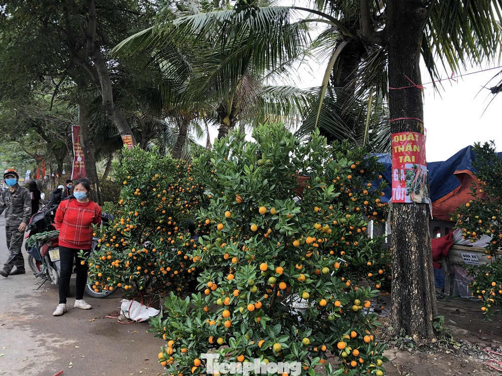 Dịch COVID-19 bùng phát, tiểu thương bán hoa Tết đồng loạt treo biển xả hàng ảnh 8