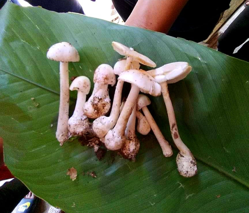 4 người nhập viện cấp cứu vì ăn nhầm nấm kịch độc ảnh 1