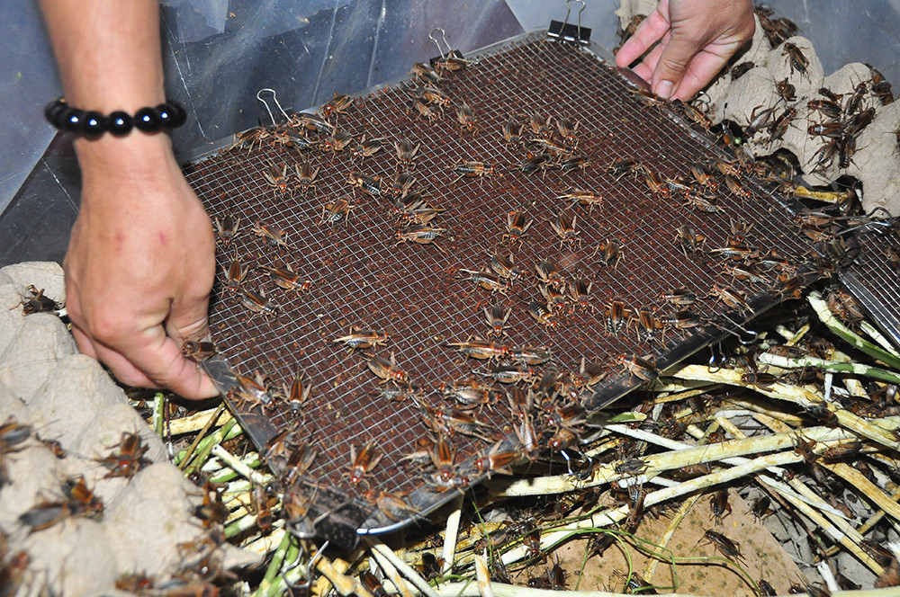 Cận cảnh trang trại dế của thủ lĩnh đoàn ở cù lao ảnh 6