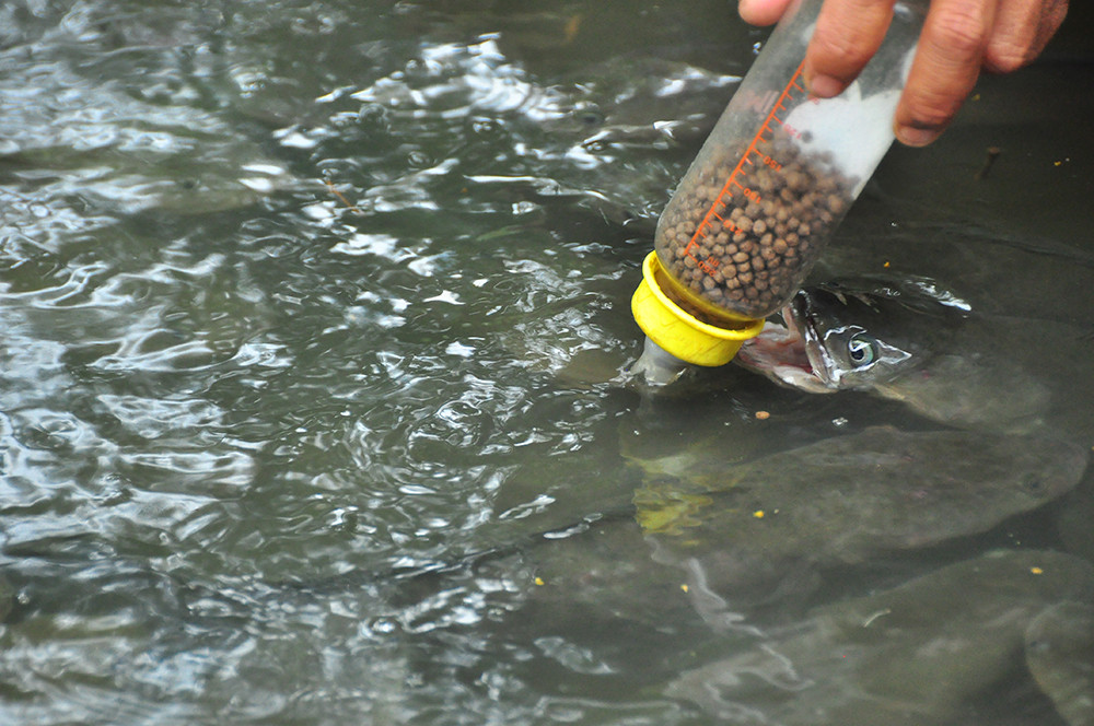 Độc đáo đàn cá lóc... bú bình sữa ở miền Tây ảnh 4