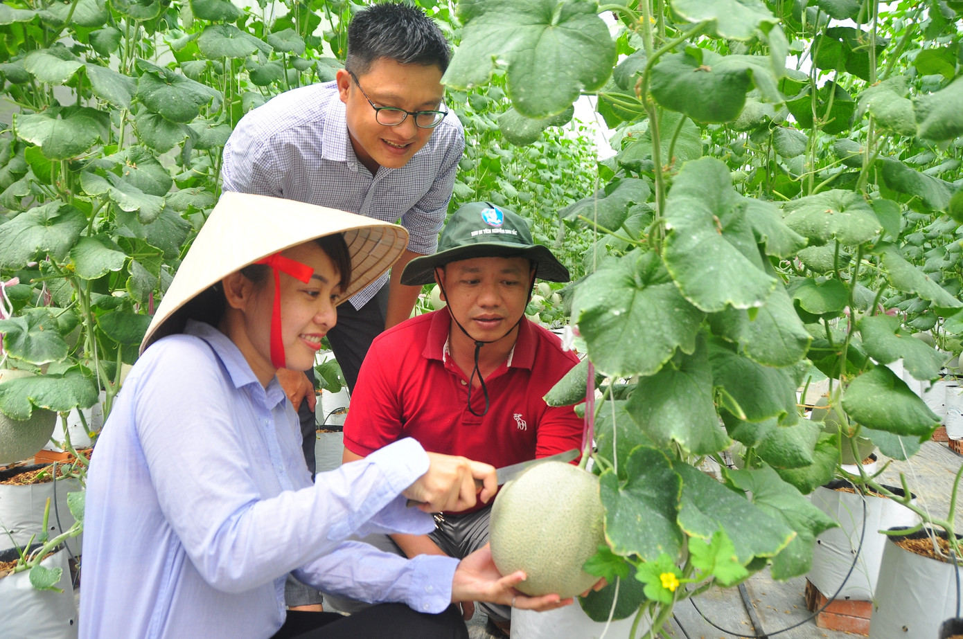 Mê mẩn vườn dưa lưới của nữ thạc sĩ 8X ở Vĩnh Long ảnh 3