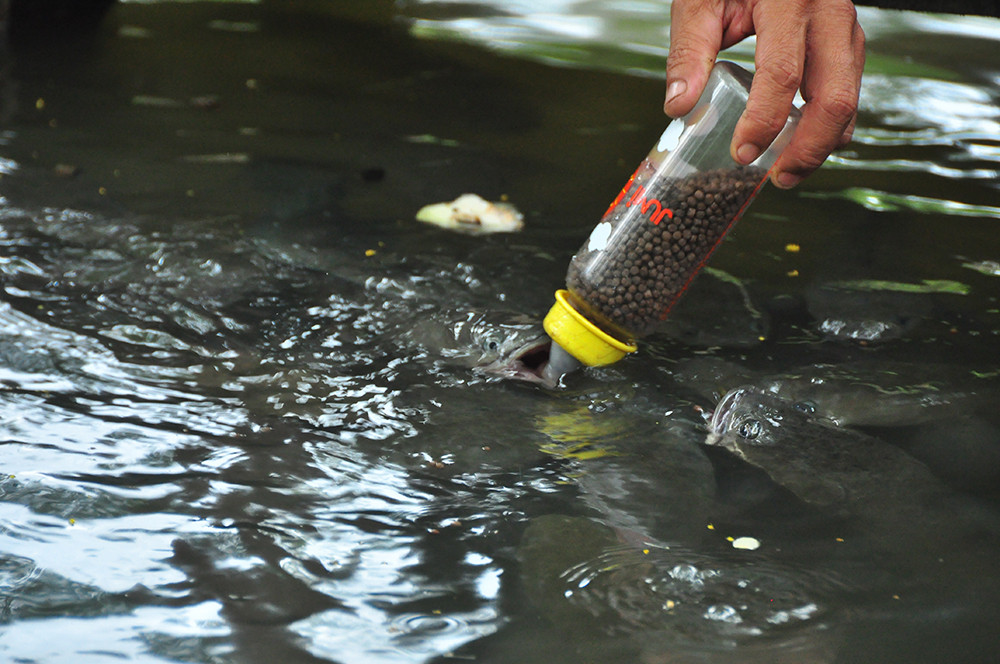 Độc đáo đàn cá lóc... bú bình sữa ở miền Tây ảnh 6