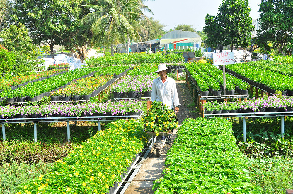 Hoa kiểng miền Tây khoe sắc rời quê lên phố ảnh 14