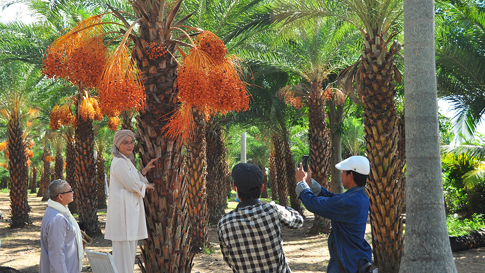 Giới trẻ thích thú vẻ đẹp vườn chà là sum suê trái ở miền Tây ảnh 17