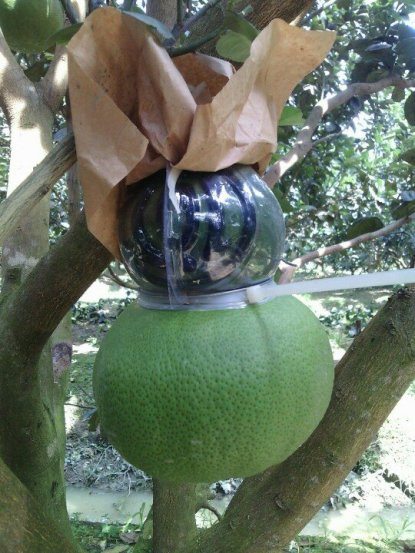 Trái cây tạo hình khan hiếm hàng phục vụ thị trường Tết ảnh 2